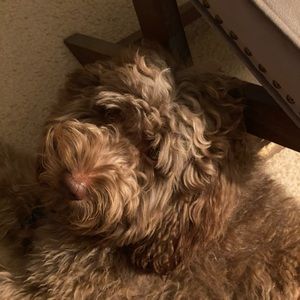 Meet your Posher, Brandy